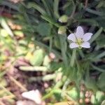 Sagina glabra Flor