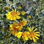 Encelia farinosaFlor