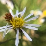 Tripolium pannonicum Flower