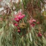 Eucalyptus sideroxylon Levél