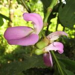 Canavalia ensiformis Flower