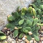 Primula allionii Leaf