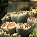 Lithops spp. 整株植物