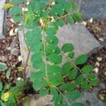 Phyllanthus tenellus Leaf