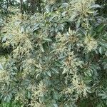 Aglaia elaeagnoidea Natur