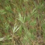 Bromus rubens অভ্যাস