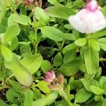 Salvia involucrata Hoja