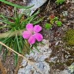 Dianthus glacialis 花