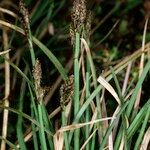 Carex lachenalii Hábito