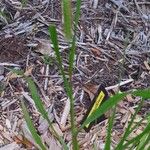 Setaria pumila Leaf