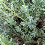 Anthemis maritima List