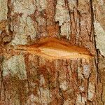 Irvingia excelsa چھال
