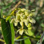 Stephanotis abyssinica Λουλούδι