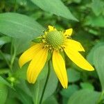 Rudbeckia laciniata花