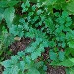 Cardamine impatiens Blad