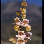 Penstemon palmeri Flor