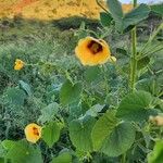 Abutilon hirtum പുഷ്പം