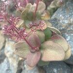 Crassula multicava পাতা