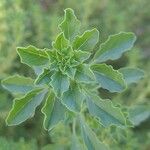 Amaranthus albus Folla