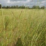 Dichanthium aristatum Costuma