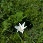 Zephyranthes drummondii Flor