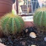 Parodia magnifica Кара