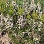 Erica arborea Flower