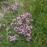 Thymus serpyllum Blüte