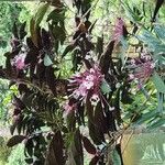 Clerodendrum quadriloculare Flower