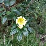 Solandra grandiflora Квітка