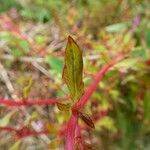 Centradenia inaequilateralis Folha