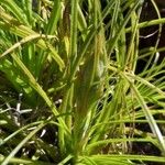 Puya mirabilis Habit