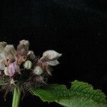 Phlomoides macrophylla