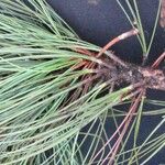 Pinus caribaea Hoja