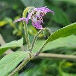 Capsicum pubescens Λουλούδι