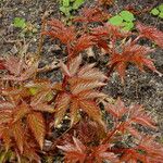 Astilbe japonica Hostoa