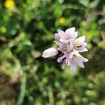 Allium massaessylum Bloem