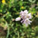 Allium massaessylum Fleur