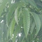 Annona reticulata Лист