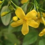 Chrysojasminum odoratissimum Virág