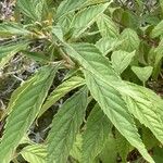 Elsholtzia stauntonii Hoja