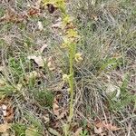 Ophrys × arachnitiformis Habitus