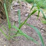 Panicum dichotomiflorum Habit