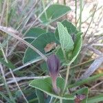 Aristolochia pistolochia Flower