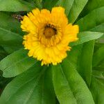 Calendula officinalisBlomst