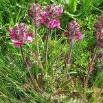 Pedicularis cenisia Flower