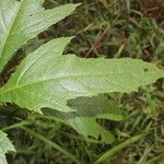 Neurolaena lobata Leaf