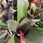 Billbergia euphemiae