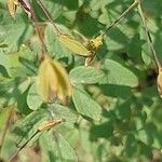 Thalictrum minus Blad