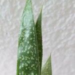 Aloe aristata Leaf